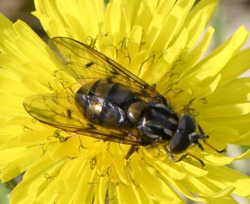 Ferdinandea fumipennis